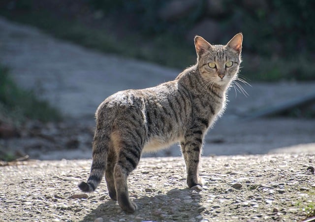 Free download cat pet portrait animal mammal free picture to be edited with GIMP free online image editor