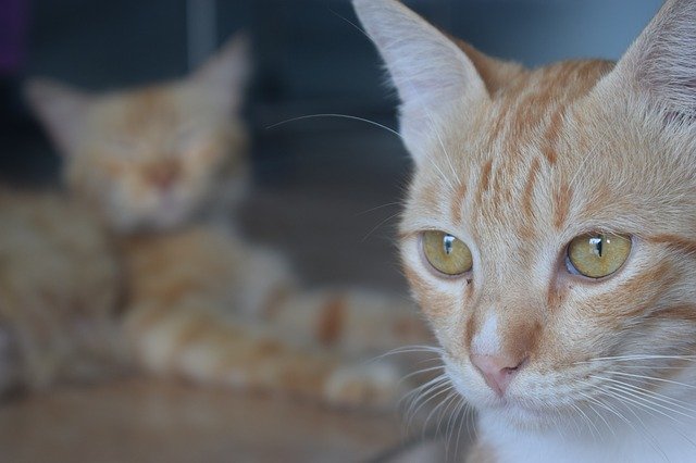 Unduh gratis Cat Pets Animals - foto atau gambar gratis untuk diedit dengan editor gambar online GIMP