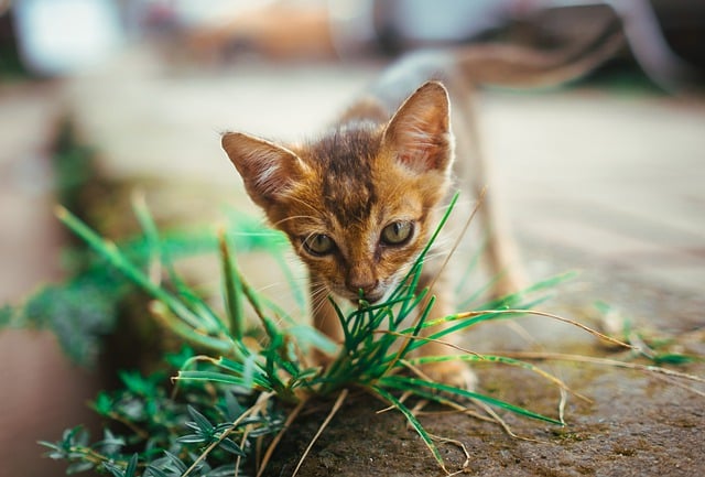 Free download cat pet street city animal market free picture to be edited with GIMP free online image editor