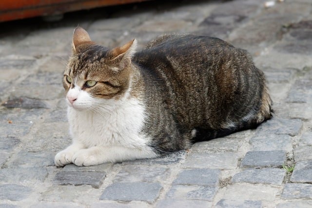 Free download cat pet stripes sitting down free picture to be edited with GIMP free online image editor
