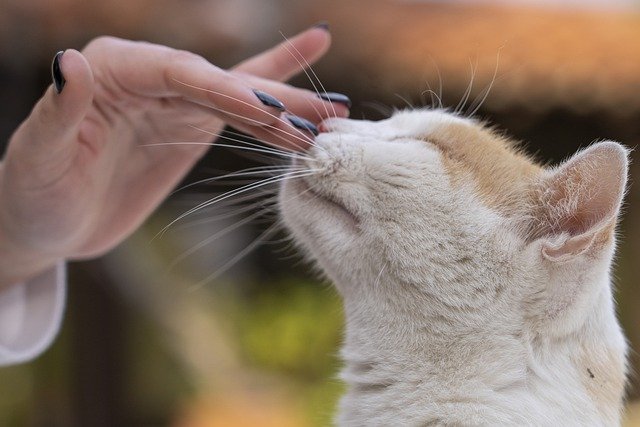 Free download cat petting a cat feline pet free picture to be edited with GIMP free online image editor
