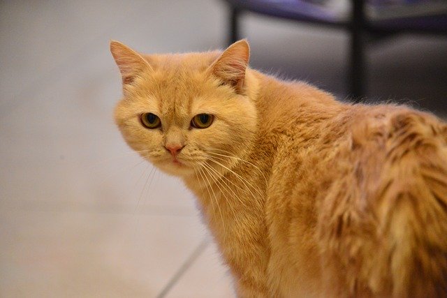 دانلود رایگان Cat Pet Tomcat Brown - عکس یا تصویر رایگان قابل ویرایش با ویرایشگر تصویر آنلاین GIMP