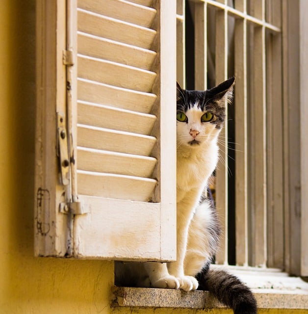 Free download cat pet window house animal free picture to be edited with GIMP free online image editor