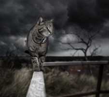 Free download Cat Photo Manipulation Art free photo or picture to be edited with GIMP online image editor