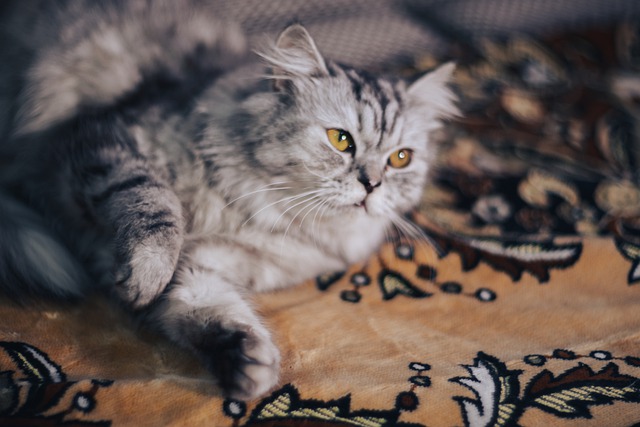 Free download cat playful yellow eyes pedigree free picture to be edited with GIMP free online image editor