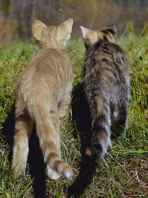 സൗജന്യ ഡൗൺലോഡ് Cat Playing Together - GIMP ഓൺലൈൻ ഇമേജ് എഡിറ്റർ ഉപയോഗിച്ച് എഡിറ്റ് ചെയ്യേണ്ട സൗജന്യ ഫോട്ടോയോ ചിത്രമോ