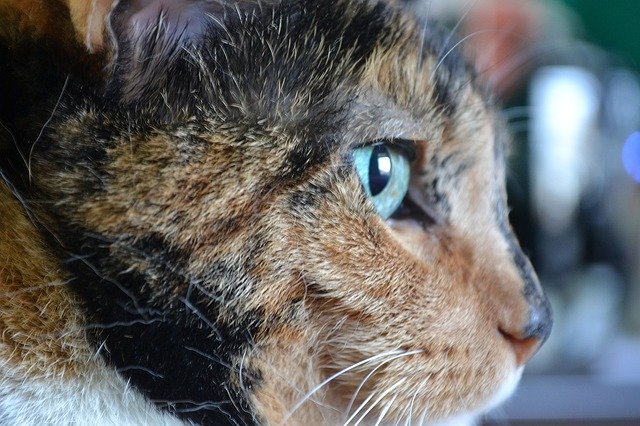 Template Photo Cat Portrait Animal -  for OffiDocs