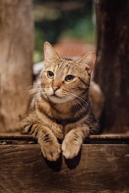 Бесплатно загрузите портрет кошки в винтажном стиле, животное, путешествующее, бесплатное изображение для редактирования в GIMP, бесплатный онлайн-редактор изображений