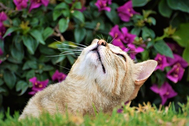 دانلود رایگان Cat Predator - عکس یا تصویر رایگان برای ویرایش با ویرایشگر تصویر آنلاین GIMP