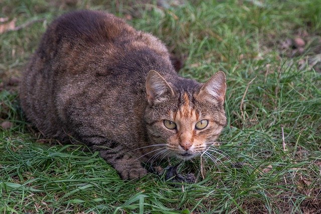 Download gratuito Cat Prey Animal: foto o immagine gratuita da modificare con l'editor di immagini online GIMP