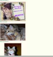 Free download Cat Profile For Natasha, A Female American Shorthair: Breed Unknown free photo or picture to be edited with GIMP online image editor