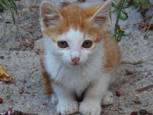 Free download Cat Puppy Animals -  free photo or picture to be edited with GIMP online image editor