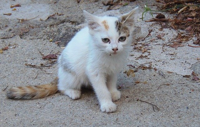 Bezpłatne pobieranie Cat Puppy Kitten - bezpłatne zdjęcie lub obraz do edycji za pomocą internetowego edytora obrazów GIMP