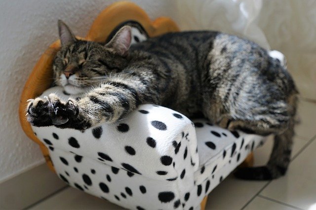 Скачать бесплатно кошачья киска кошачьи глаза гордо котенок бесплатное изображение для редактирования с помощью бесплатного онлайн-редактора изображений GIMP