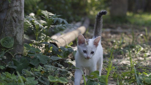 Безкоштовно завантажте Cat Pussycat Kitty - безкоштовну фотографію або малюнок для редагування в онлайн-редакторі зображень GIMP