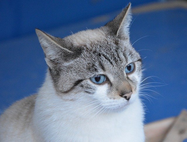 הורדה חינם של Cat Pussy Cloud תבנית תמונה בחינם לעריכה עם עורך התמונות המקוון GIMP