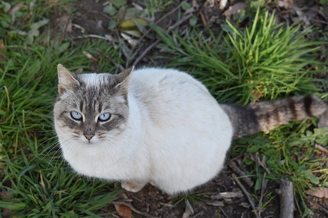 Kostenloser Download Katzenmuschi mit blauen Augen - kostenloses Foto oder Bild zur Bearbeitung mit GIMP Online-Bildbearbeitung