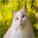 cat Ragdoll Themes  New Tab  screen for extension Chrome web store in OffiDocs Chromium