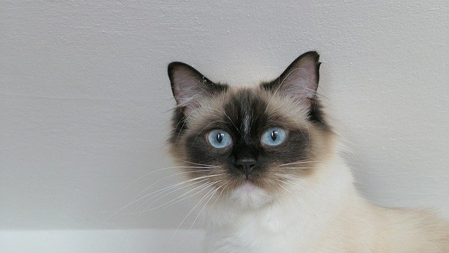 Free download Cat Ragdoll Thoroughbred -  free photo or picture to be edited with GIMP online image editor