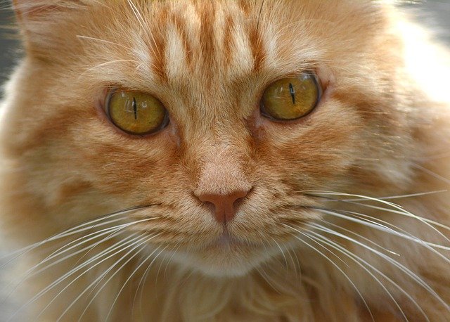 Descarga gratis la imagen gratuita del gato con el retrato de la resaca roja para editar con el editor de imágenes en línea gratuito GIMP