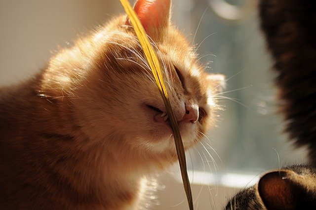無料ダウンロード猫赤毛の草の刃 - GIMPオンラインイメージエディターで編集できる無料の写真または画像