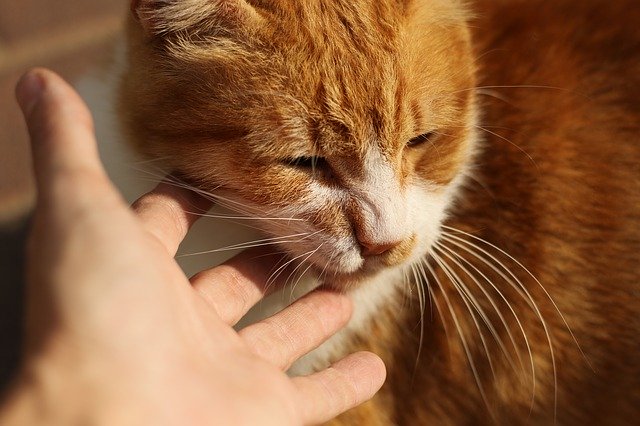Unduh gratis Cat Red Head Cute - foto atau gambar gratis untuk diedit dengan editor gambar online GIMP