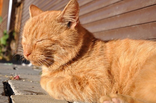 Free download Cat Red-Headed Outdoor -  free photo or picture to be edited with GIMP online image editor