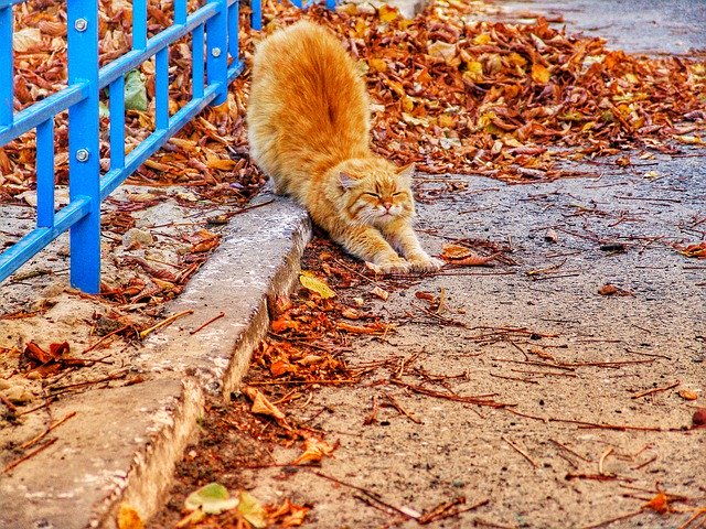 Template Photo Cat Red-Headed Street -  for OffiDocs