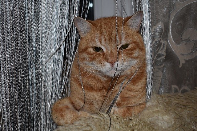 Unduh gratis Cat Redhead Sitting - foto atau gambar gratis untuk diedit dengan editor gambar online GIMP