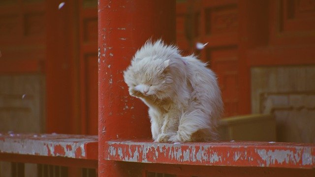 Free download Cat Red Kitten Animal -  free photo or picture to be edited with GIMP online image editor