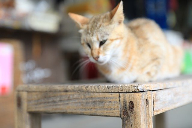 Muat turun percuma Cat Relax Animal - foto atau gambar percuma untuk diedit dengan editor imej dalam talian GIMP