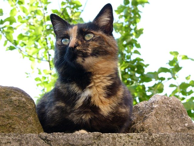 Ücretsiz indir Cat Relax Watch - GIMP çevrimiçi resim düzenleyici ile düzenlenecek ücretsiz fotoğraf veya resim