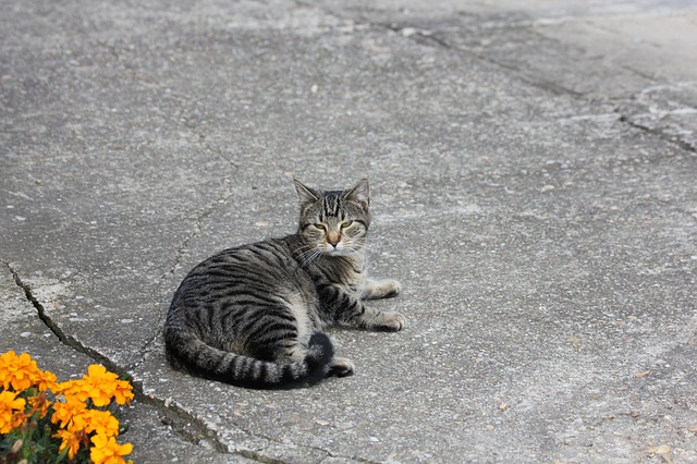 Free download cat rest kitten domestic cat pet free picture to be edited with GIMP free online image editor