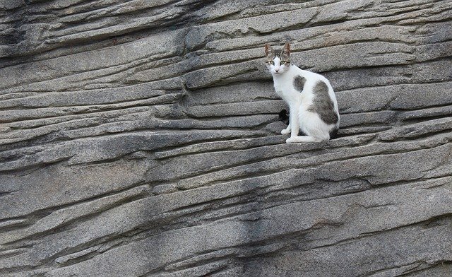 Free download Cat Rock Animal -  free photo or picture to be edited with GIMP online image editor