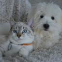 Cats and dogs love each other  screen for extension Chrome web store in OffiDocs Chromium