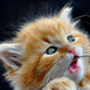 Cats and Kittens HD Wallpaper New Tab  screen for extension Chrome web store in OffiDocs Chromium