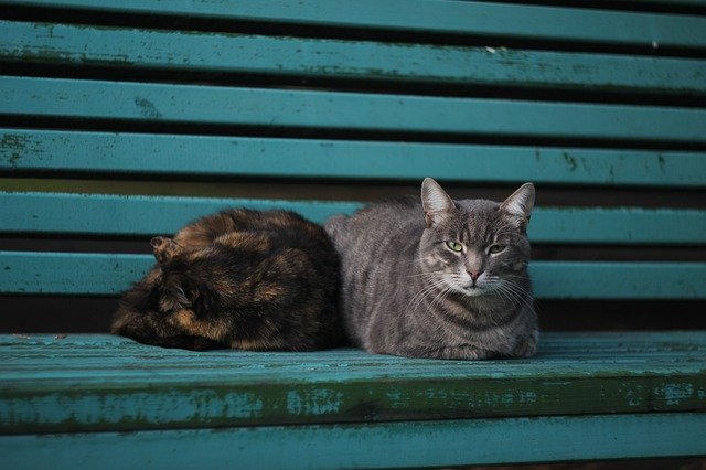 Free download Cats Bench Cat -  free photo or picture to be edited with GIMP online image editor