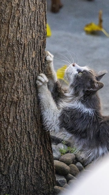 Free download cat scratching tree pet animal free picture to be edited with GIMP free online image editor