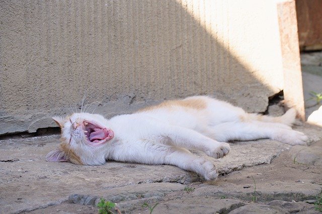 Unduh gratis Cat Scream Pet - foto atau gambar gratis untuk diedit dengan editor gambar online GIMP