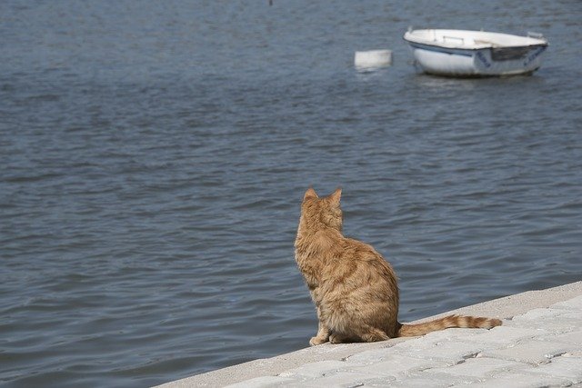 Download gratuito Cat Sea Ocean - foto o immagine gratuita da modificare con l'editor di immagini online di GIMP
