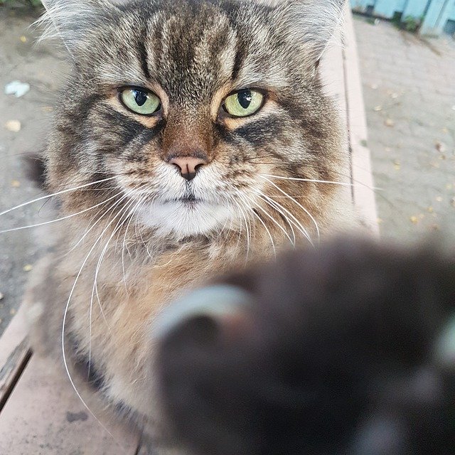 고양이 셀카 무료 다운로드 - 무료 사진 또는 김프 온라인 이미지 편집기로 편집할 사진