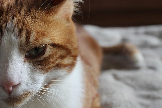 Free download Cat Serenity Animals -  free photo or picture to be edited with GIMP online image editor