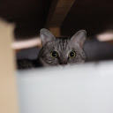 Cats eyes  screen for extension Chrome web store in OffiDocs Chromium