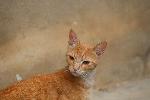 Muat turun percuma Cats Felines Adorable - foto atau gambar percuma untuk diedit dengan editor imej dalam talian GIMP