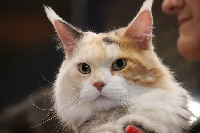Download gratuito di gatti felini maine coon concorrenza immagine gratuita da modificare con l'editor di immagini online gratuito GIMP