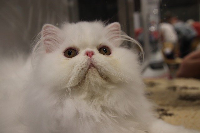 Free download Cats Felines Persian Cat -  free photo or picture to be edited with GIMP online image editor