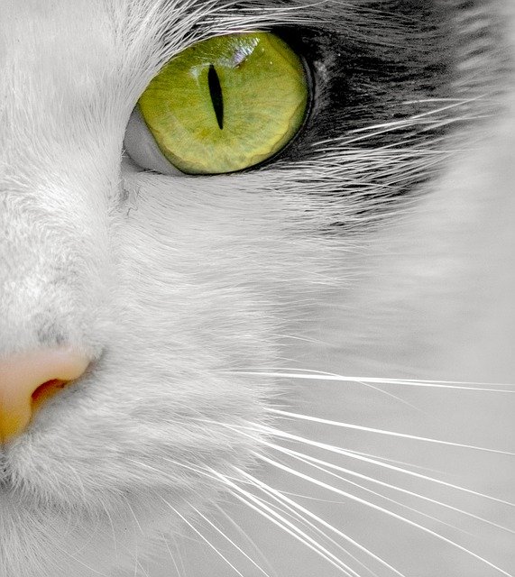 Baixe gratuitamente gatos felinos animais de estimação rosto mamífero imagem gratuita para ser editada com o editor de imagens online gratuito GIMP