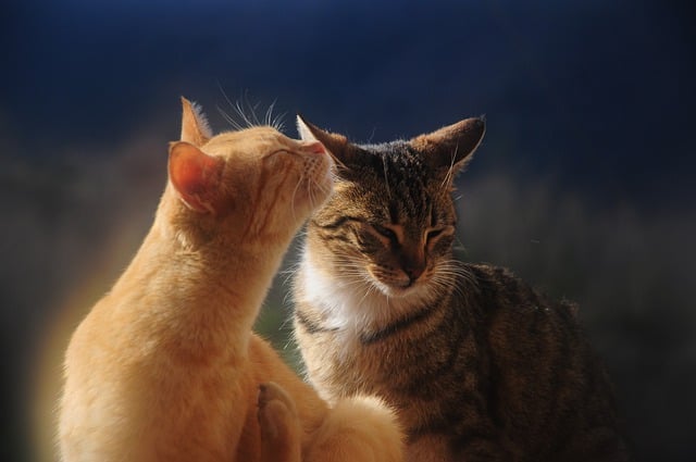Free download cats felines whiskers pets furry free picture to be edited with GIMP free online image editor