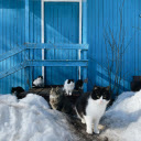 Cats frolicking in the snow  screen for extension Chrome web store in OffiDocs Chromium