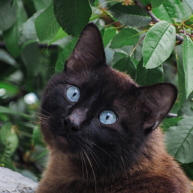 Free download Cat Siamese Animals -  free photo or picture to be edited with GIMP online image editor